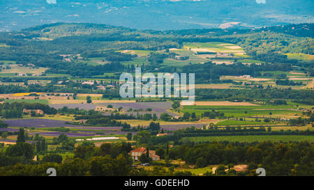 Felder und Wiesen in der Provence, Frankreich. Schöne ländliche Landschaft mit Lavendelfeldern und Weinbergen. Panorama. Stockfoto