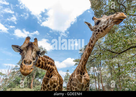 Zwei Giraffen auf der Kamera. Stockfoto