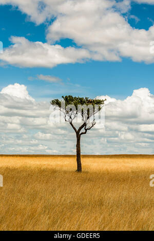 Einsamer Baum in Savanne Stockfoto