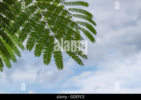 Grün-Mimosa Ast mit Himmel im Hintergrund Stockfoto