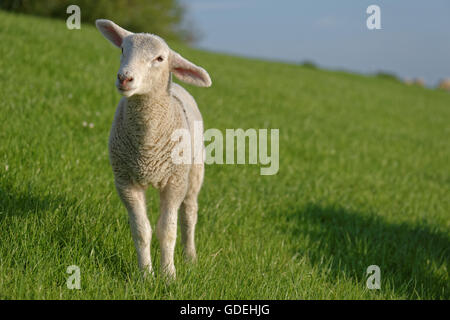 Lamm stehend im Feld, Leer, Niedersachsen, Deutschland Stockfoto