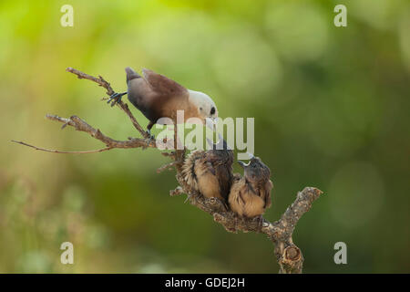 Vögel füttern zwei Küken, Jember, Ost-Java, Indonesien Stockfoto