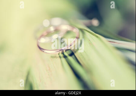 Nahaufnahme von Trauringen auf Anlage Stockfoto