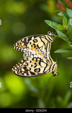 Zwei Schmetterlinge Paarung Jember, Ost-Java, Indonesien Stockfoto