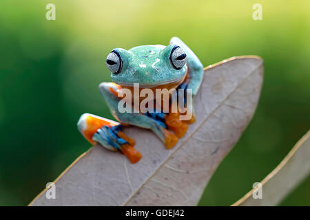 Plumpen Laubfrosch auf Blatt sitzen Stockfoto