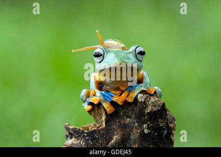 Schnecke sitzt auf plumpen Laubfrosch Stockfoto