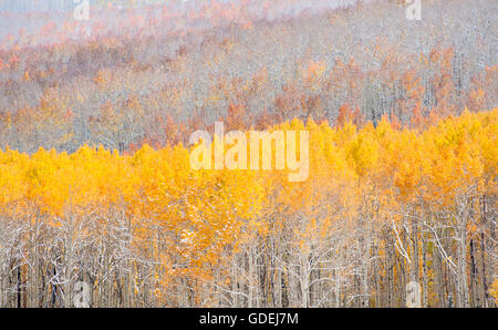 Leichte Schneedecke Herbst farbige Espe Bäume in den Bergen von Utah. Stockfoto