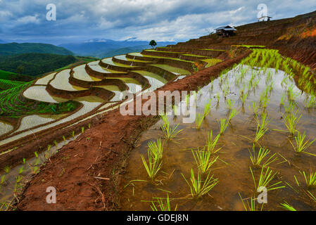 Nahaufnahme von Reis Terrassen, Mu Cang Chai, Vietnam Stockfoto