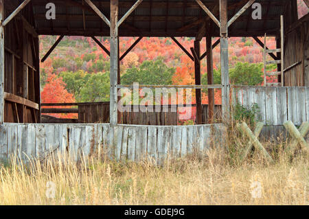 Farben des Herbstes zeigt warf eine alte Scheune in den Wasatch Mountains von Utah. Stockfoto