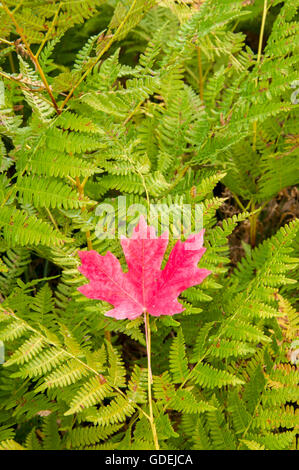 Rocky Mountain Ahornblatt auf Farnen im Herbst. Stockfoto