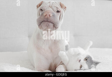 Shar pei Hund auf Bett mit Britisch Kurzhaarkatze Stockfoto