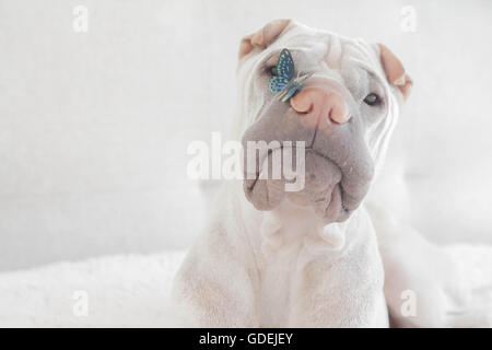 Shar pei Hund mit Schmetterling sitzt auf seiner Nase Stockfoto