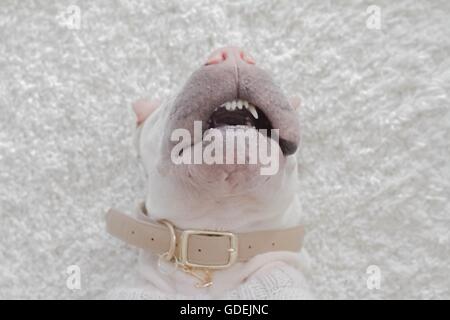 Draufsicht der Shar-Pei Hund liegend auf Teppich schlafen Stockfoto