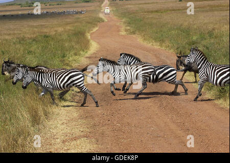 Burchell Zebra, Equus Burchelli Herde kreuzenden Straße, Masai Mara-Park in Kenia Stockfoto