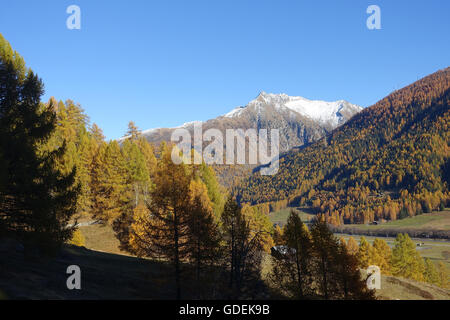 Schweiz, Europa, Wallis, Goms, Münster, Oberwalliser, Holz, Wald, Lärchen, Alp, Herbst Stockfoto