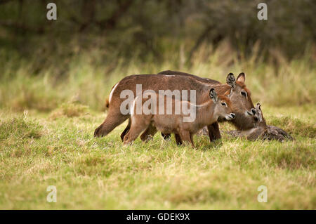 Gemeinsamen Wasserbock, Kobus Ellipsiprymnus, Weibchen mit jungen auf Rasen, Kenia Stockfoto