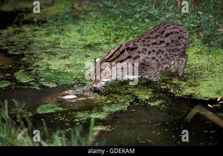 Angeln Angeln Katze, Prionailurus Viverrinus, Erwachsene im Wasser, Stockfoto