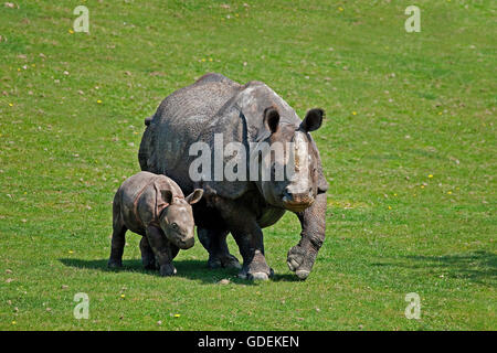 Indische Nashorn, Rhinoceros Unicornis, Mutter mit Kalb Stockfoto