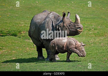 Indische Nashorn, Rhinoceros Unicornis, Mutter mit Kalb Stockfoto