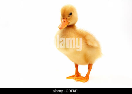 schöne gelbe Ente auf weißem Hintergrund in stellen lustig Stockfoto