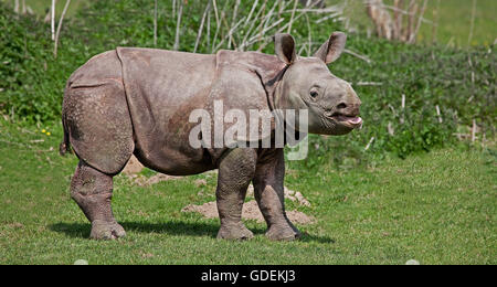 Indische Nashorn Rhinoceros Unicornis, männliches Kalb Stockfoto