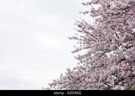 Kirschblüte, Chidorigafuchi, Kokyo Gaien Kitanomaru-Park, Chiyoda-Ku, Tokyo, Japan Stockfoto