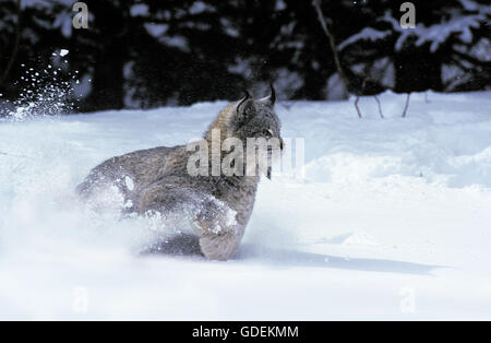 Kanadischer Luchs Lynx Canadensis, Erwachsene laufen durch Schnee, Kanada Stockfoto