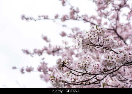 Kirschblüte, Chidorigafuchi, Kokyo Gaien Kitanomaru-Park, Chiyoda-Ku, Tokyo, Japan Stockfoto