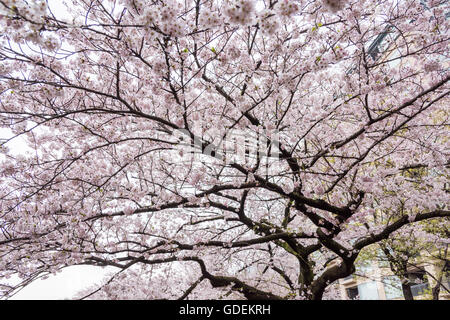 Kirschblüte, Chidorigafuchi, Kokyo Gaien Kitanomaru-Park, Chiyoda-Ku, Tokyo, Japan Stockfoto