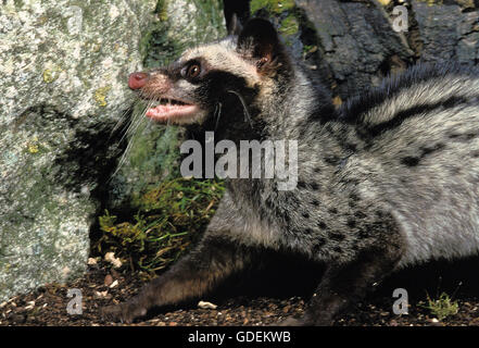 GEMEINSAMEN FLECKENMUSANG Paradoxurus Hermaphroditus, Erwachsene Stockfoto