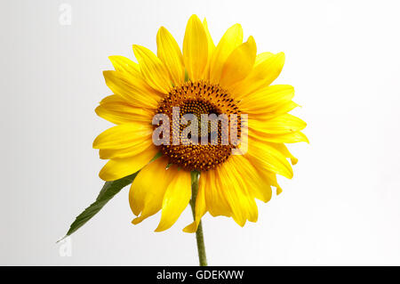 Sonnenblume lächelnd Nahaufnahme Stockfoto