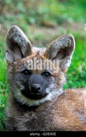 Mähnenwolf Chrysocyon Brachyurus, Porträt von Pup Stockfoto