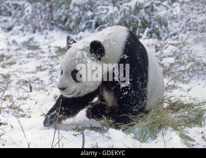 Großer Panda, Ailuropoda Melanoleuca, Wolong Reserve in China Stockfoto
