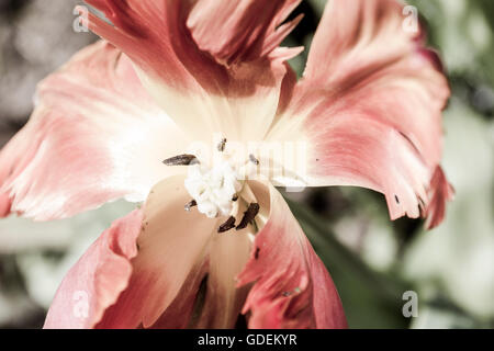 Studie einer verblichenen Tulpe mit offenen Blüten. Stockfoto