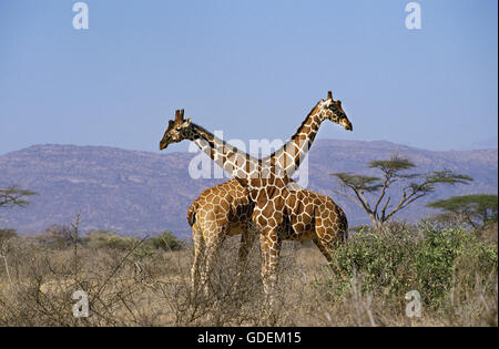RETIKULIERT GIRAFFE Giraffa Plancius Reticulata, Kenia Stockfoto