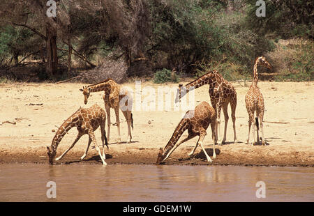 RETIKULIERT GIRAFFE Giraffa Plancius Reticulata, Gruppe trinken am Fluss, Kenia Stockfoto