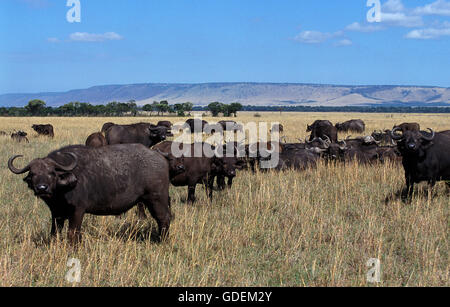 Afrikanische Büffel Syncerus Caffer, MASAI MARA PARK IN Kenia Stockfoto