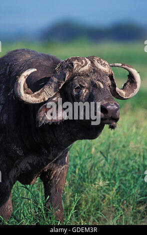 Afrikanischer Büffel, Syncerus Caffer, Masai Mara-Park in Kenia Stockfoto