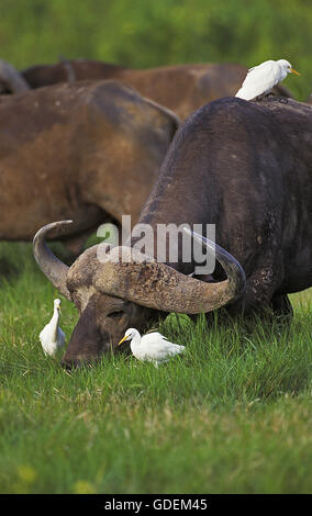 Afrikanischer Büffel, Syncerus Caffer und Kuhreiher, Bubulcus Ibis, Masai Mara-Park in Kenia Stockfoto