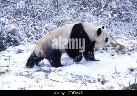 Großer Panda, Ailuropoda Melanoleuca, Erwachsene auf Schnee, Wolong Reserve in China Stockfoto