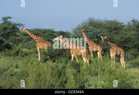 Netzartige Giraffe, Giraffa Plancius Reticulata, Gruppe im Samburu Park in Kenia Stockfoto