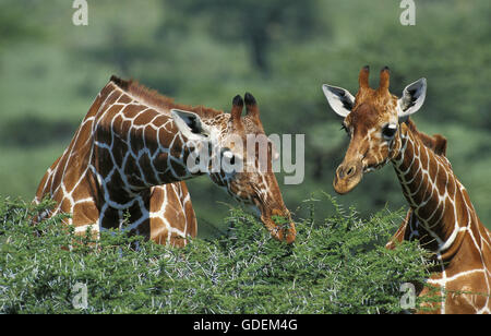 Netzartige Giraffe Giraffa Plancius Reticulata, koppeln Essen Acacia Tree, Samburu Park in Kenia Stockfoto