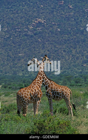 Netzartige Giraffe Giraffa Plancius Reticulata, Samburu Park in Kenia Stockfoto