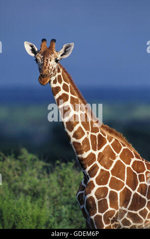 Netzartige Giraffe Giraffa Plancius Reticulata, Porträt von Erwachsenen, Samburu Park in Kenia Stockfoto