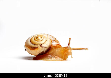 lustige Schnecke, isoliert auf weißem Hintergrund Stockfoto