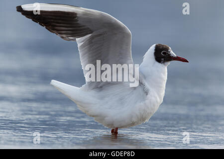 gemeinsamen Lachmöwe (Chroicocephalus Ridibundus, Larus Ridibundus) stehen im Wasser Stockfoto