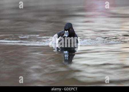 Vorderansicht einer ring-billed Ente (Aythya Collaris, Marila Collaris, Nyroca Collaris) Stockfoto