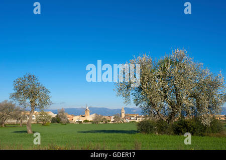 Mandelblüte in der Nähe von Algaida, Mallorca, Balearen, Spanien Stockfoto