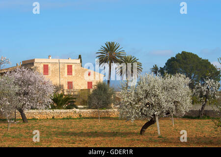 Mandelblüte in der Nähe von Santa Maria del Cami, Mallorca, Balearen, Spanien Stockfoto