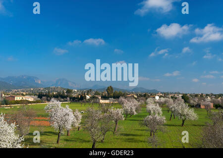 Mandelblüte in der Nähe von Santa Maria del Cami, Mallorca, Balearen, Spanien Stockfoto